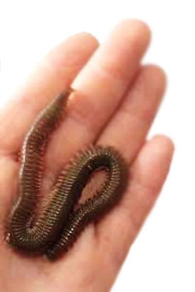 Live Bait Lugworm Türkiye, 8 Live Bait Türkiye, canlı deniz solucanı yemi, Çin kurdu tedarikçisi, lugworm satışı, Dalyan Oltacılık