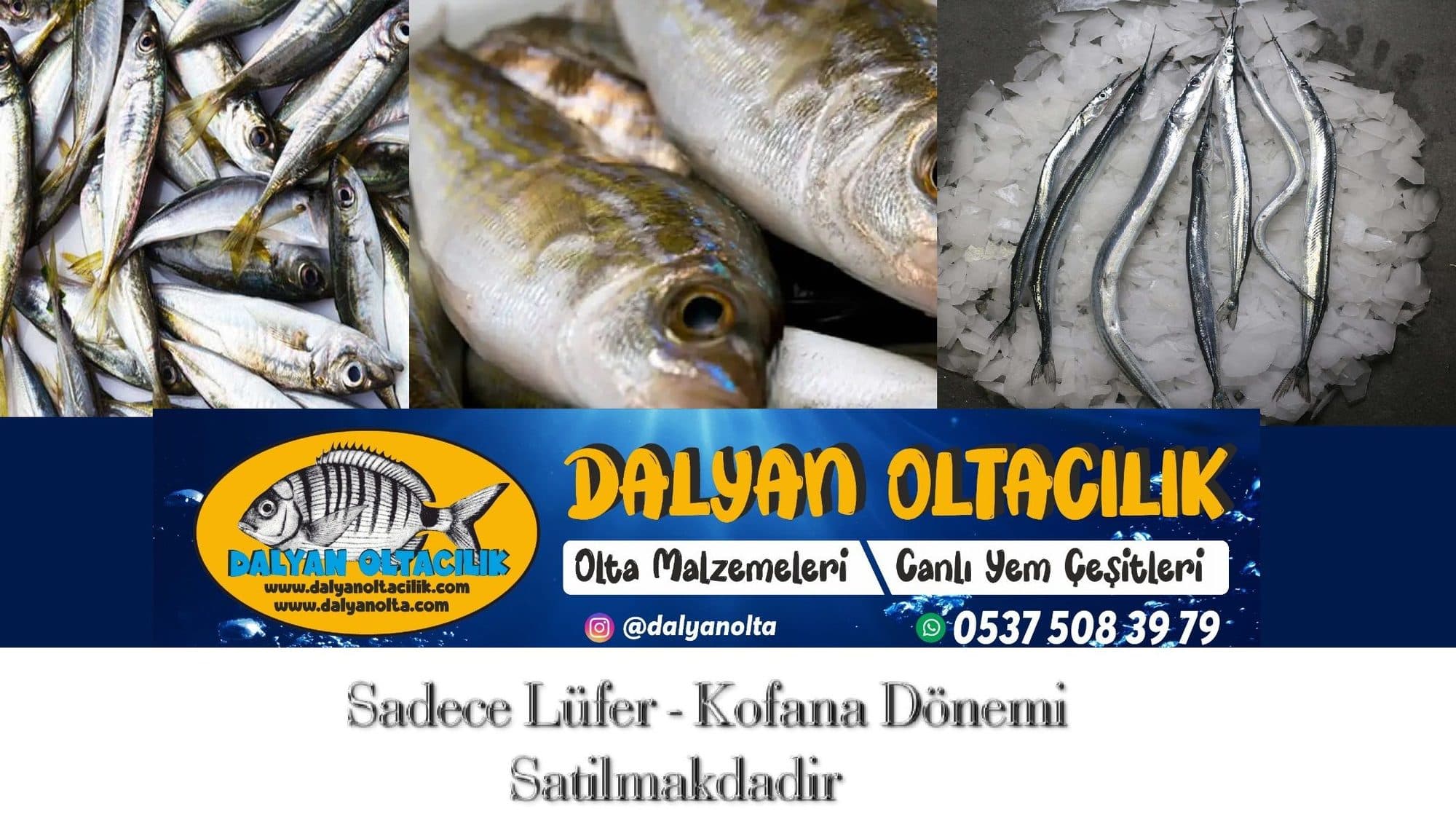 Canlı Lugworm (Çin Kurdu) Rehberi