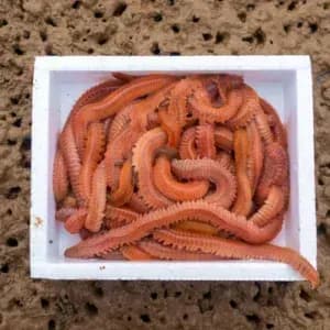 8 Live Bait, 8 Live Bait Çin Kurdu fiyatları, Live Bait Lugworm nedir, Çin kurdu nerede bulunur, Çin kurdu nereden alınır, Live Bait Türkiye distribütörü, Live Bait Antalya bayisi, Live Bait İzmir satış noktası, Canlı Çin kurdu satan yerler, Lugworm canlı